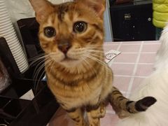 -吉丁鸟咖·异宠·寄养