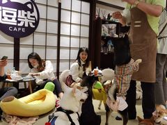 -逗柴咖啡屋·狗咖猫咖宠物桌游
