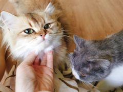 -柯斗斗主题餐厅·狗咖·围炉煮茶·茶饮(国瑞升平里店)