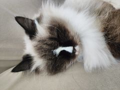 -怪兽屋·羊驼·猫咖·狗咖(俊华广场店)