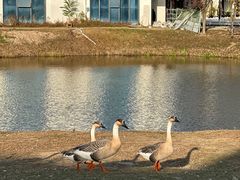 -西安浐灞国家湿地公园