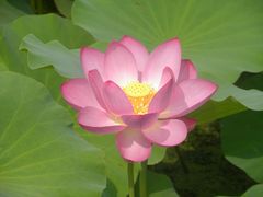 -莲花池公园
