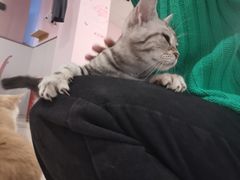 -三花喵·撸猫购宠·宠物生活馆(虹桥南丰城店)