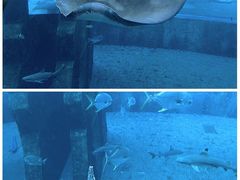 -海棠湾洲际-涛·海底餐厅·美人鱼·自助餐·海底隧道