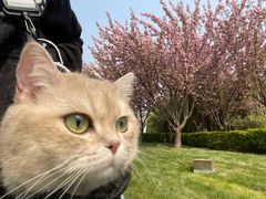 -PETKIT 小佩宠物·德文赛凯猫舍