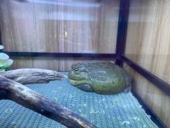 点击看大图 -卡通尼·Safari非洲探索乐园·生日会(金桥国际商业广场店)