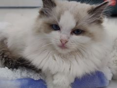 -1013 PET SHOP精品宠物商店(丁香店)