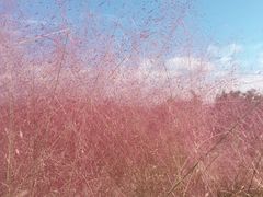 -白鹭湾湿地公园