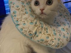 -纳吉亚猫专科动物医院博雅分院