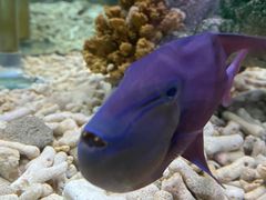 -太平洋海底世界