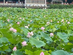 -荔湾湖公园