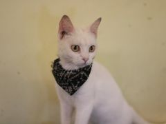 -猫色咖啡·猫咖