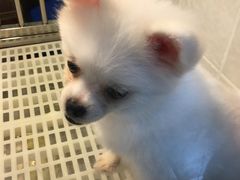 -1013 PET SHOP 宠物商店(近铁城市广场店)