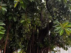 -西堤公园