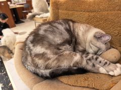 -滚猫咖啡·猫咖·猫友好撸猫(未来城店)