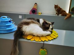 -糯米喵星人·撸猫猫舍咖啡馆(西市场嘉华店)