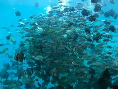 -瑞德姆美人鱼海底演艺主题餐厅(亚龙湾店)