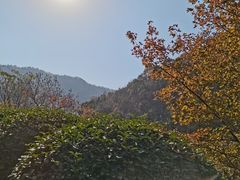 -桃花岭景区