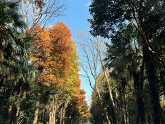 -上海海湾国家森林公园