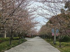 -高东镇樱花园