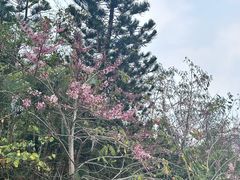 -深圳国际园林花卉博览园