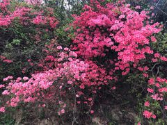 -木兰云雾山