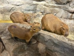 -Zoolung Zoolung动物主题公园(海信广场店)