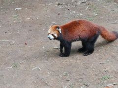 -西安秦岭野生动物园