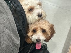 -FAELING PETS美天灵宠物(合生汇店)