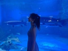 -烟台海昌鲸鲨海洋公园