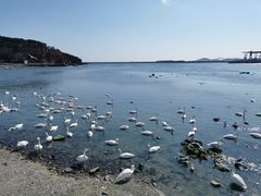 -烟墩角天鹅湖