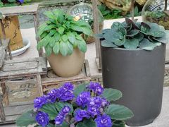-深圳仙湖植物园