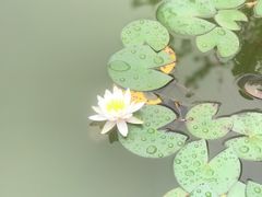 -丰台花园