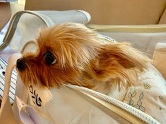 -瑞派申生动物医院·24H夜诊·国际动物医疗中心·骨外科(吴中路店)