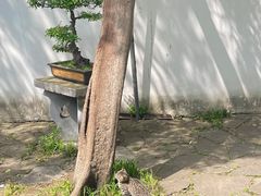-西园戒幢律寺