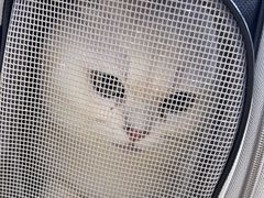 -东莞宠友24H宠物中心医院·转诊夜诊·异宠(新河北路院)