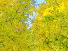 -三里屯东五街银杏大道