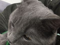 -联萌宠物医院(猫病专科)