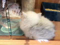 -Pets First伊珊娜洗护·精致美容·家庭式寄养(新会路店)