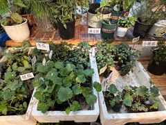 -双季花艺园艺市场(浦东店)