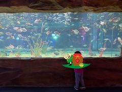 -芜湖新华联大白鲸海洋公园