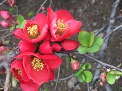 -秦美花卉(天朗·莱茵小城2期店)