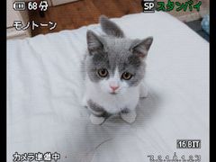 -伟伟宠物医院·CT影像中心·瑞派犬猫综合性门诊(汉口总院)