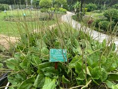 -广西壮族自治区药用植物园