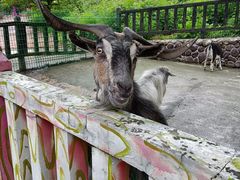 -贵州森林野生动物园