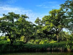 -西溪国家湿地公园