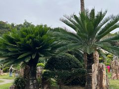 -深圳仙湖植物园