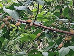 -上海大自然野生昆虫馆(东方明珠·爬宠昆虫探索中心)