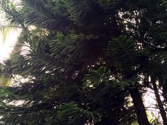 -南宁良凤江国家森林公园