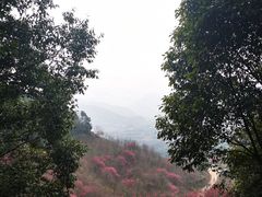 -新建村梅花